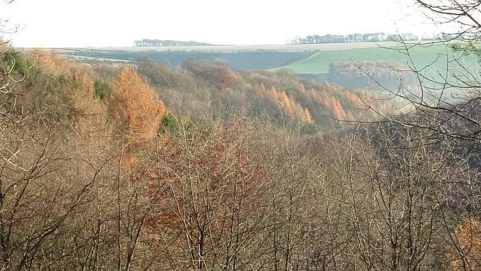 Millington Wood near Pocklington