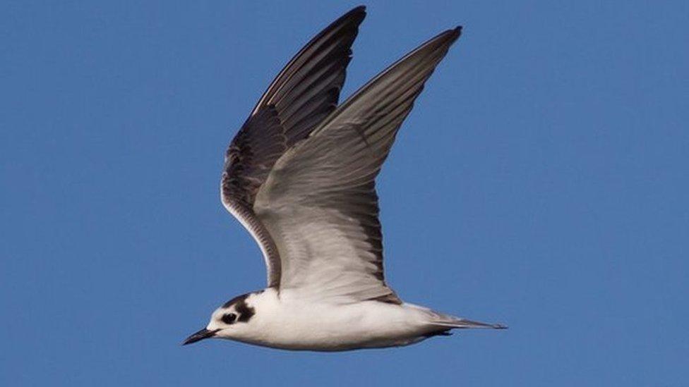 White-winged black tern