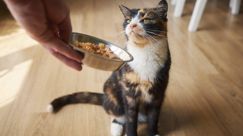 cat being fed