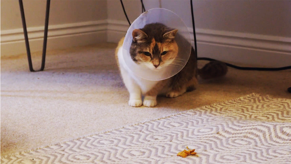 A cat wearing a plastic cone collar (E-collar) sits on a carpeted floor indoors, intently staring at a treat on a patterned rug. The scene includes furniture legs and baseboards in the background, capturing the cat’s focused and curious posture.