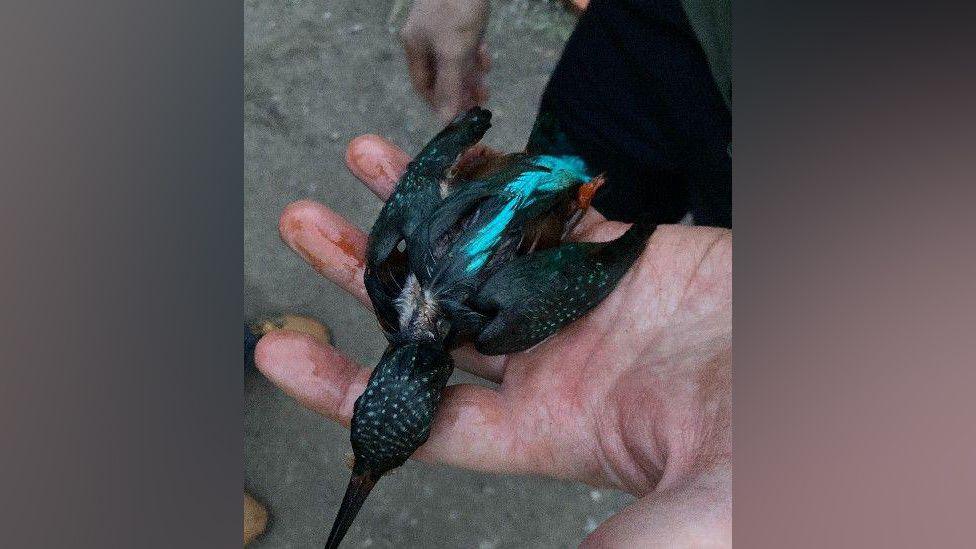 A dead kingfisher, covered in oil, sits in someone's hand, also covered in oil. It is led on its front.