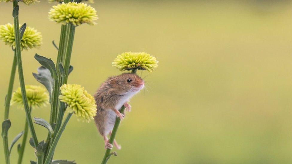 Small mouse on a flower