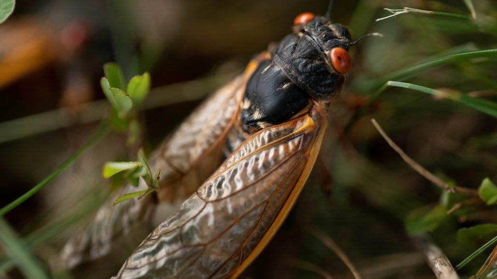 A cicada walks through the grass