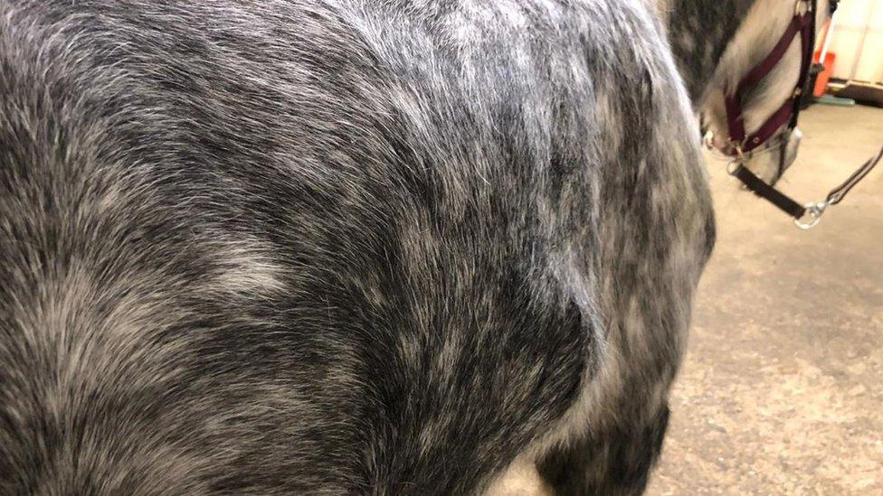 Pony with swelling on side