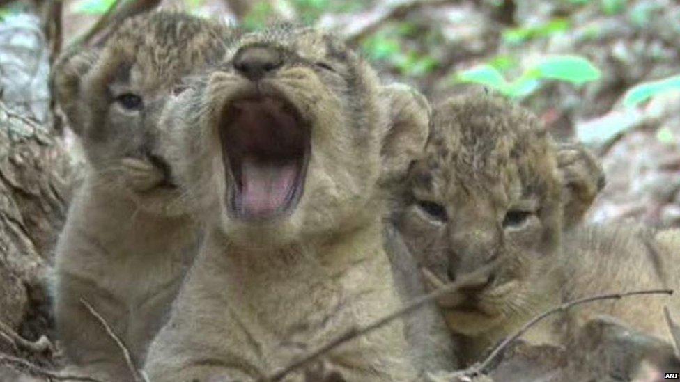 Newborn lion cubs in the Gir forest