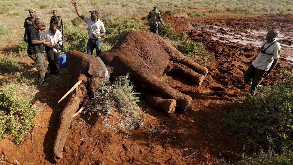 Kenya Wildlife Service and Save The Elephants staff stand next to an elephant as they undertake the collaring of ten elephants ranging near the Standard Gauge Railway to fit them with advanced satellite radio tracking collars in Tsavo National Park, Kenya March 15, 2016.