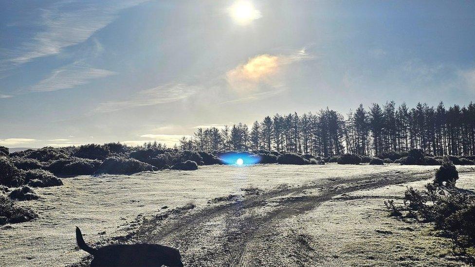 A Weather Watcher photograph of a frosty landscape, with a dog walking across the foreground