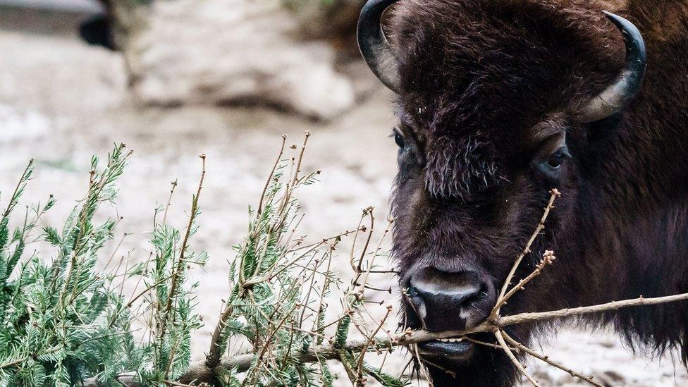 An American buffalo nibbles on a Christmas tree in an enclosure at the Berlin Zoological Garden in Berlin, Germany, 29 December 2021