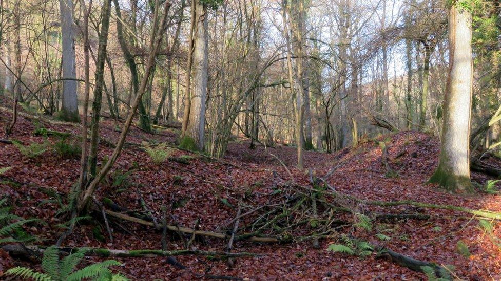 Coedwig Lady Park Wood yn yr Hydref