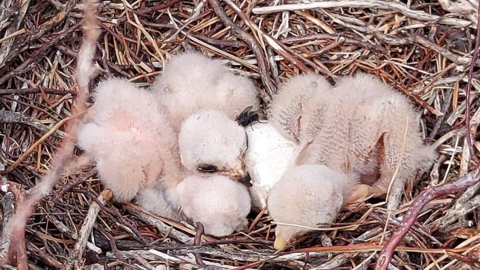 Hen harrier chicks