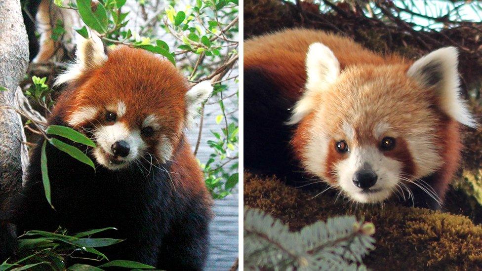 The Chinese (left) and Himalayan (right) red pandas are separate species