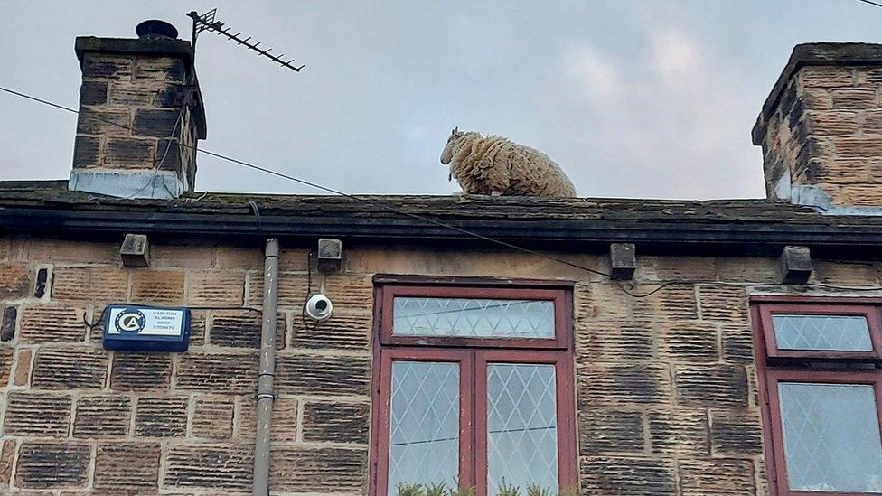 Sheep on rooftop