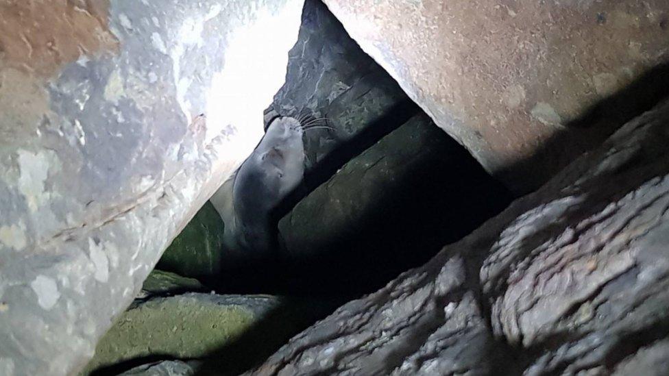 Seal stuck in rocks at Aberavon Beach, Port Talbot