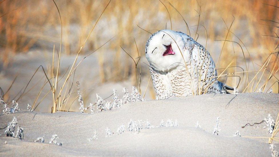 An owl laughing