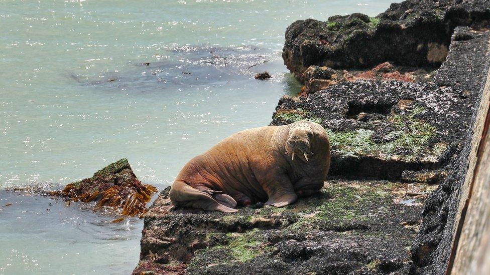 Wally the walrus