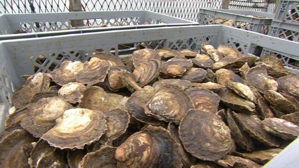 Oysters set to be introduced to the Solent