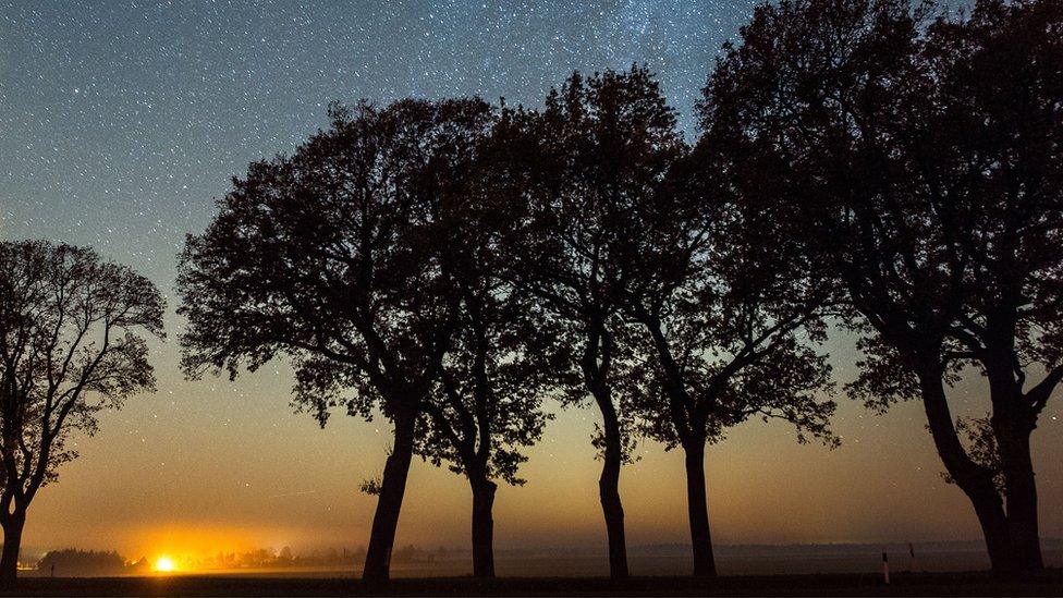 A picture of silhouetted trees against a meteor shower