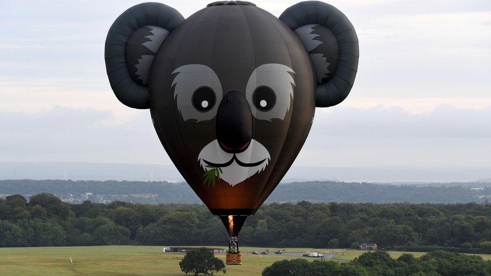 koala-hot-air-balloon.