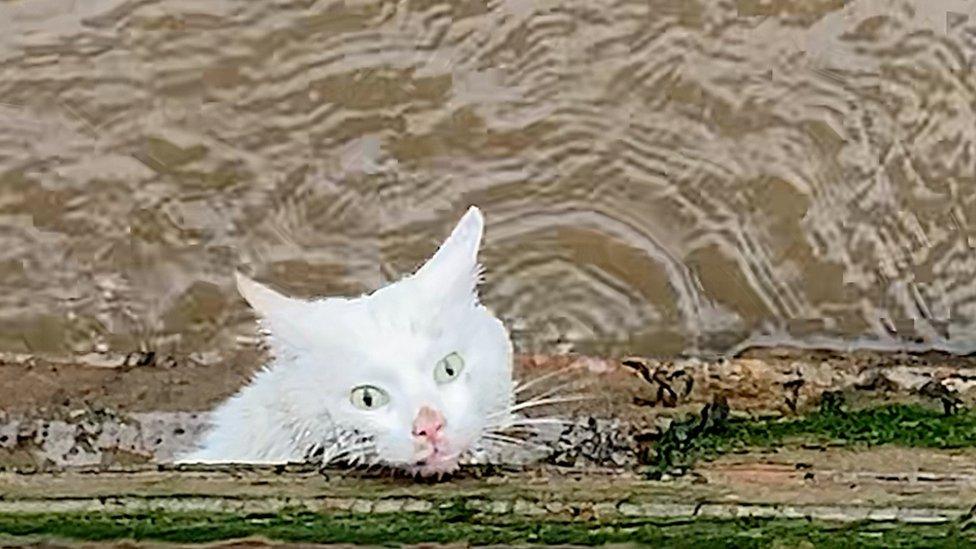 White cat trapped in a wall on the River Bure