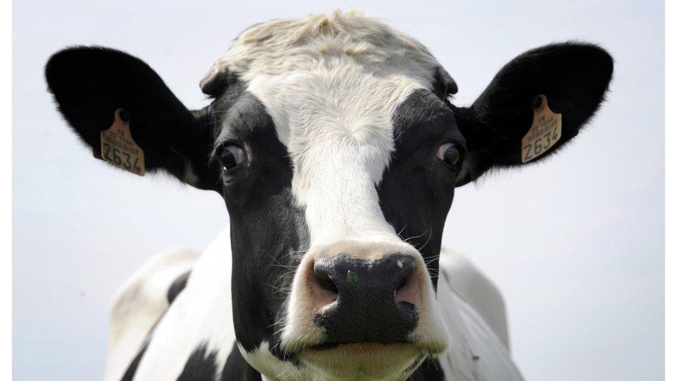 Cow