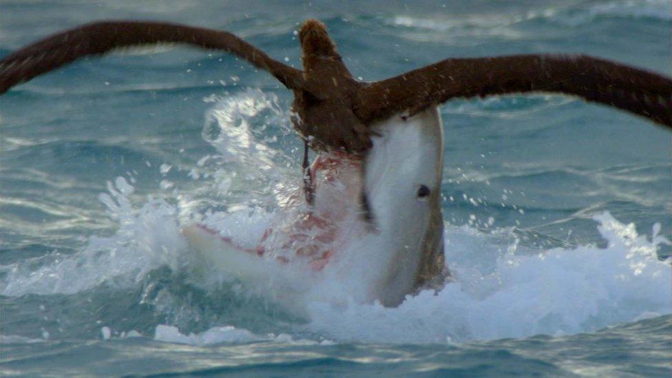 Black-footed albatross tries to escape from the jaws of a huge Tiger shark