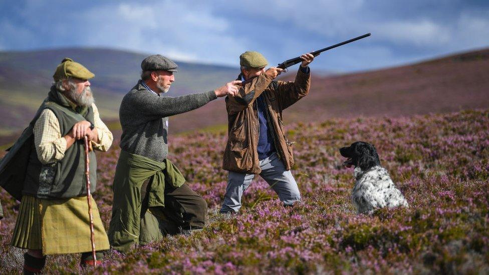 grouse shooting