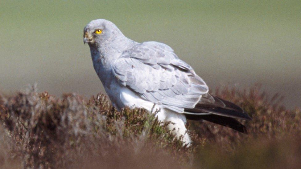 Hen harrier male