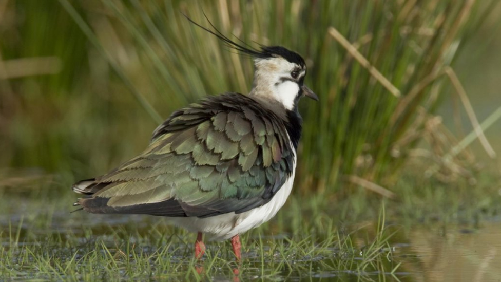 Lapwing