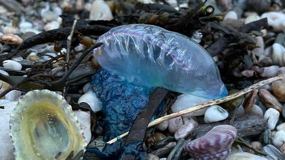 Portuguese man o' war