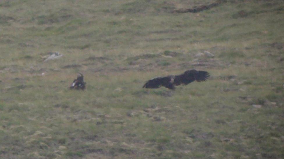 White-tailed eagles