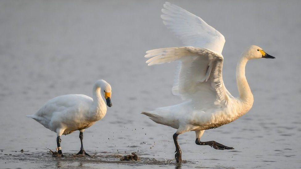 A mother Bewick swan prancing through shallow water with her wings in the air. She is white with black legs, and a black and yellow bill. Behind her is a small cygnet following her, stepping cautiously with its wings tucked away. 