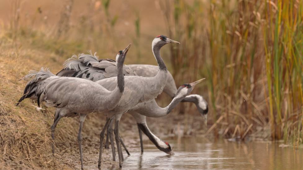 Several cranes in standing in water and tall grasses