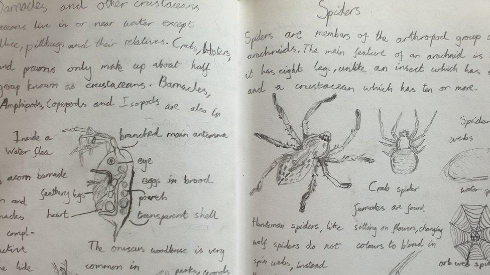 Josh's book of animals, page on spiders