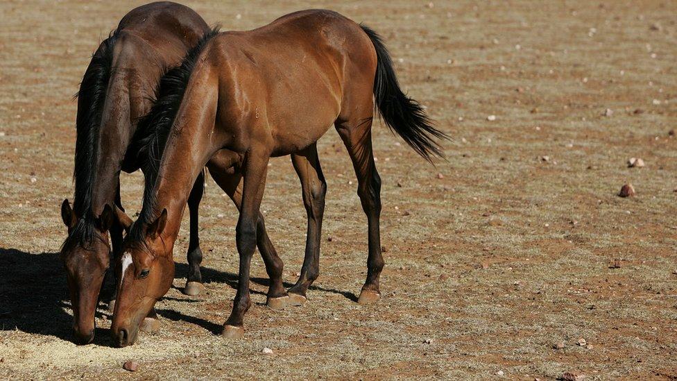 Horses eat grain on a 10,000 acre property owned by the Orr family on January 26, 2010 in Parkes, Australia