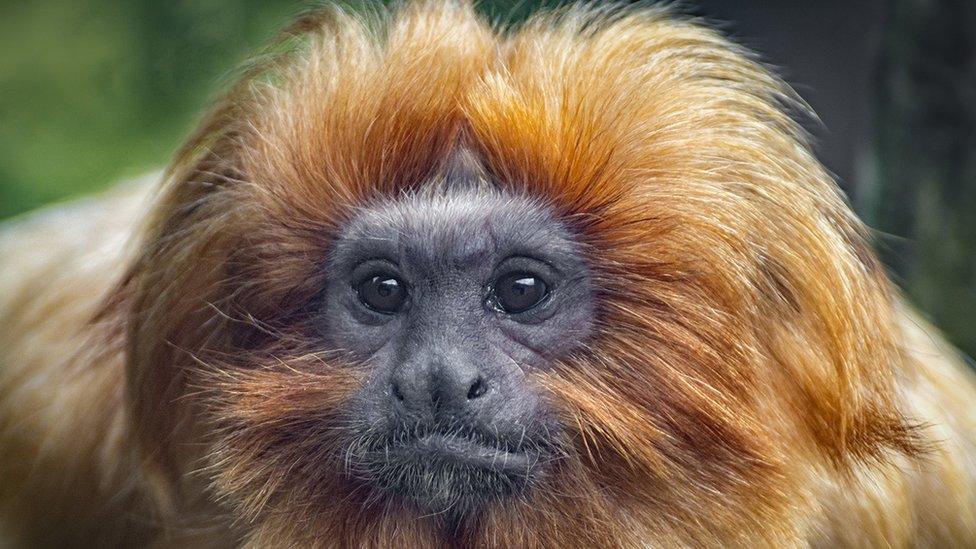 Category F (best picture of our primate heroes) 1st prize - golden lion tamarin by William Allen