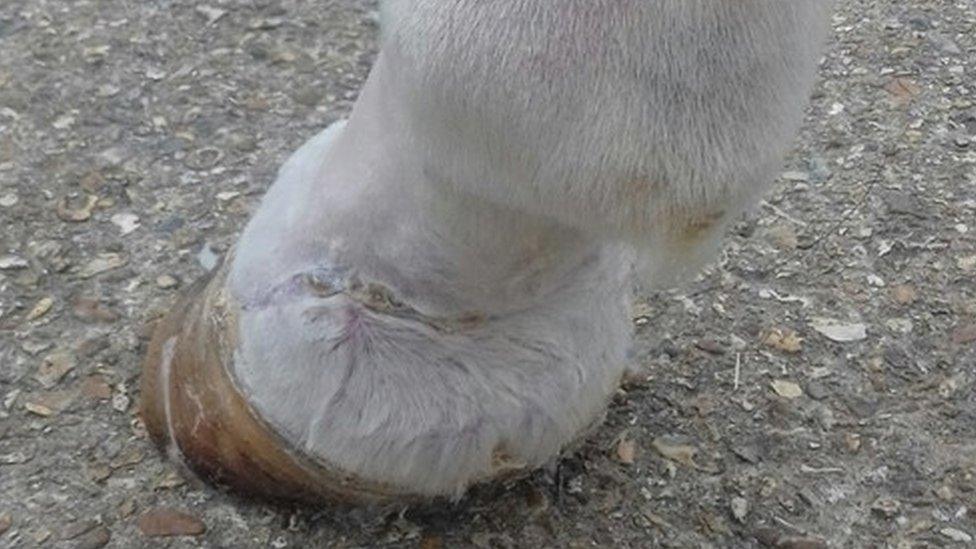 Healed horses hoof