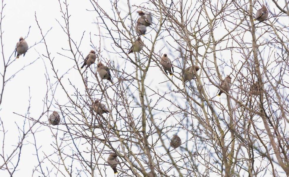 Waxwings