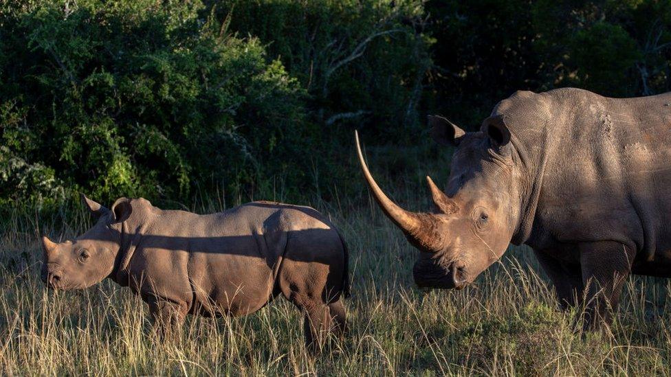 A crash, or group, of white rhinoceroses, also known as the square-lipped rhinoceros, is seen during a safari drive at the Shamwari Private Game Reserve on February 7, 2022 near the town of Paterson in South Africa's Eastern Cape province.