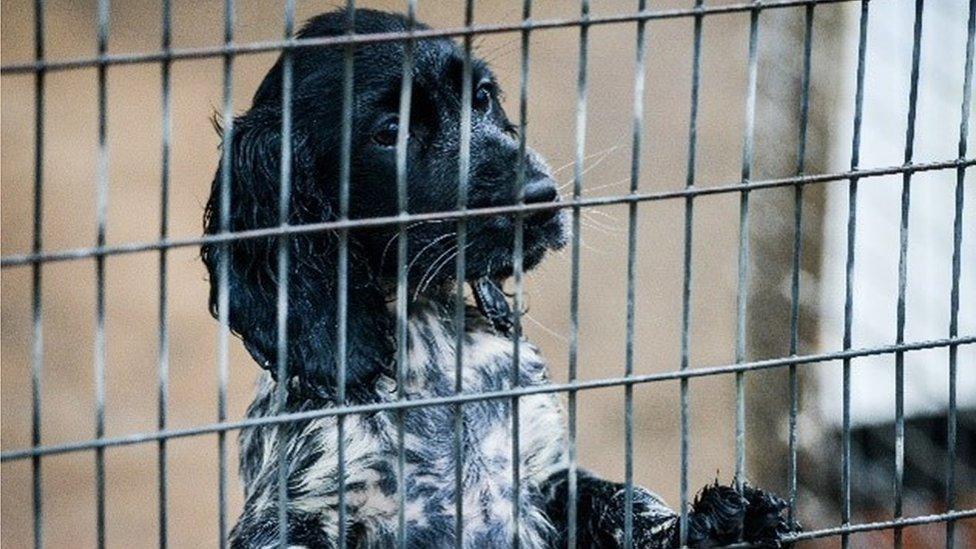 Black and white dog behind bars