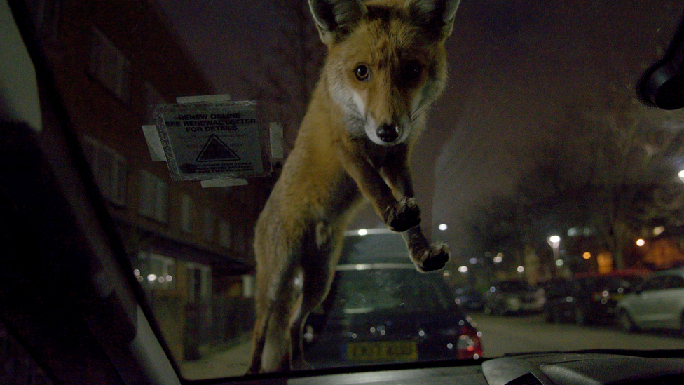 foxonwindscreen