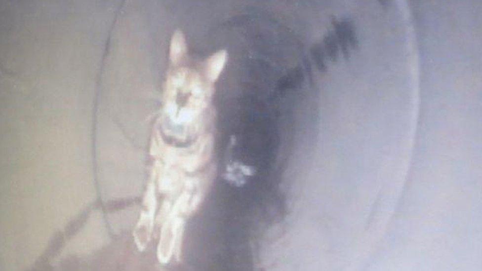 Cat in drainage tunnel