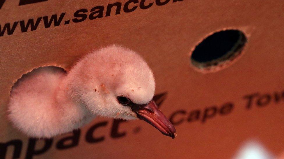 Flamingo chick