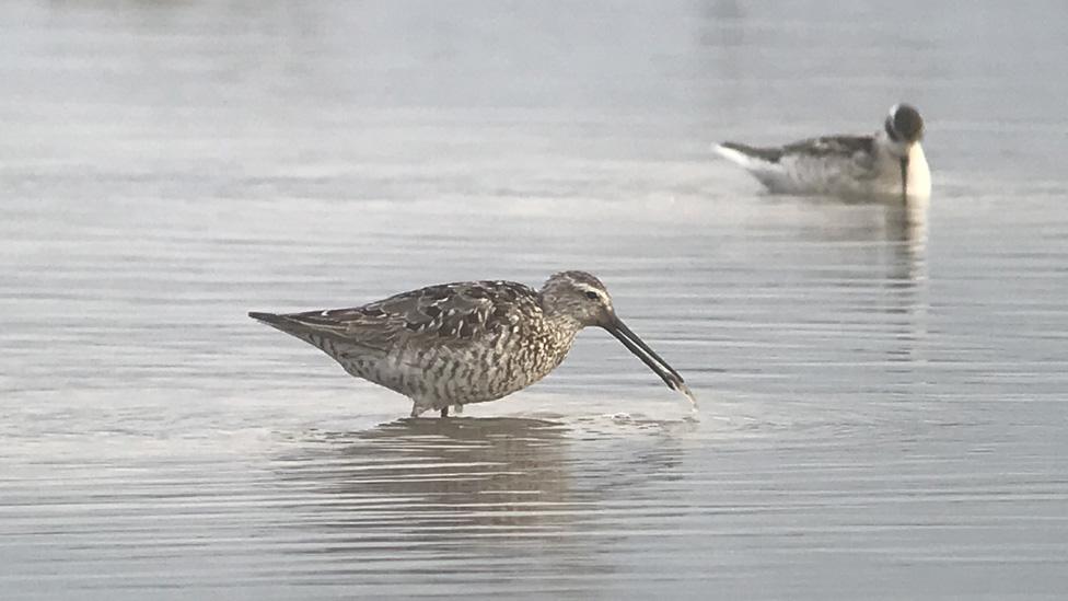 Stilt sandpiper