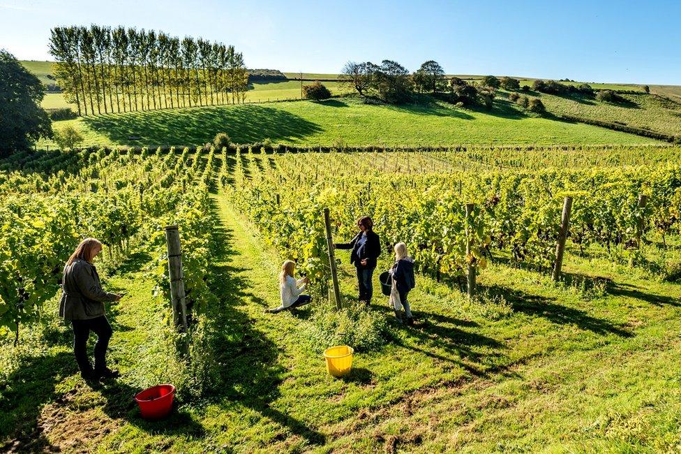 Volunteers take part in the annual harvest at Breaky Bottom vineyard in Lewes