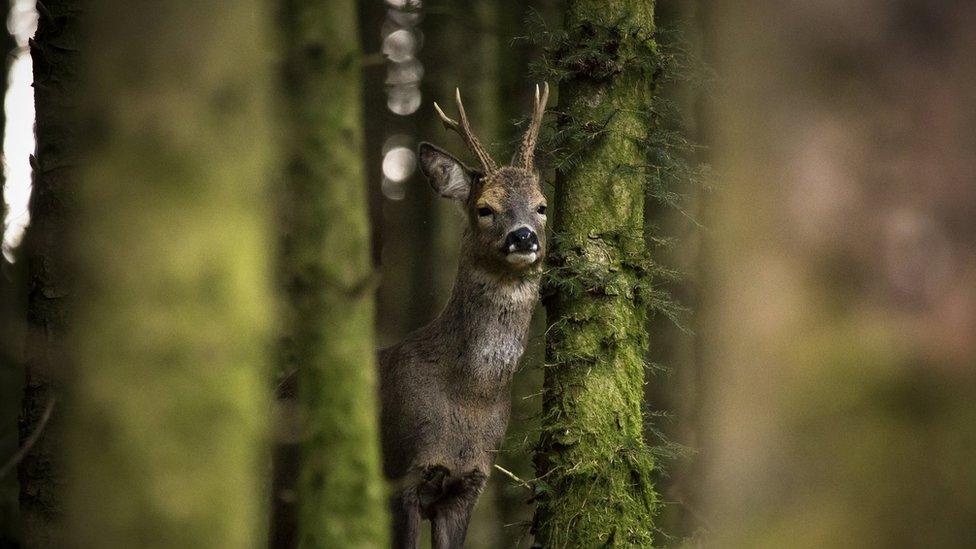 deer staring through forest