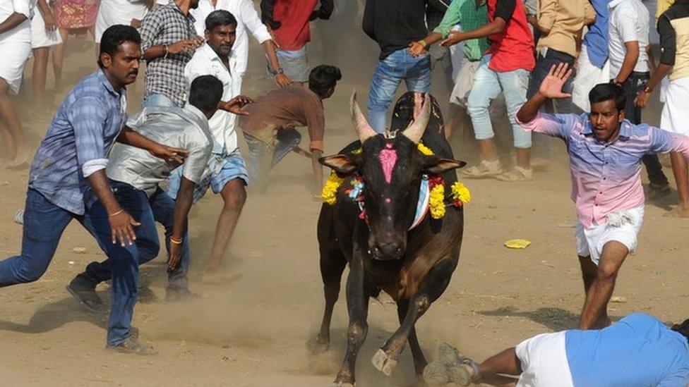 A bull charges through a crow of Indian participants and bystanders during Jallikattu, an annual bull fighting ritual, on the outskirts of Madurai on January 15, 2017