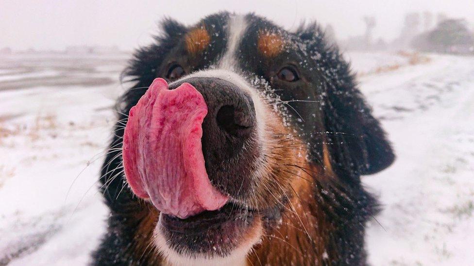 Snowy dog in Tain