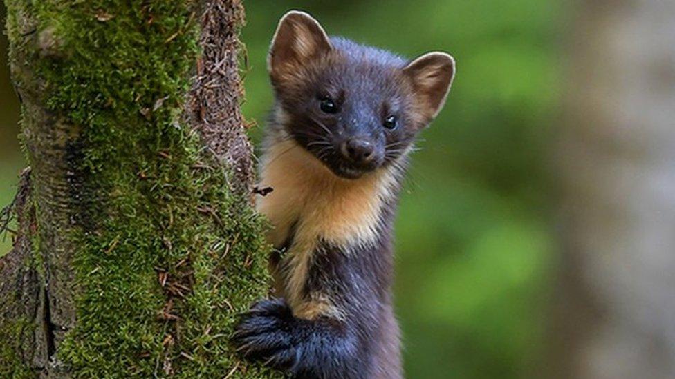 Pine marten clinging to tree