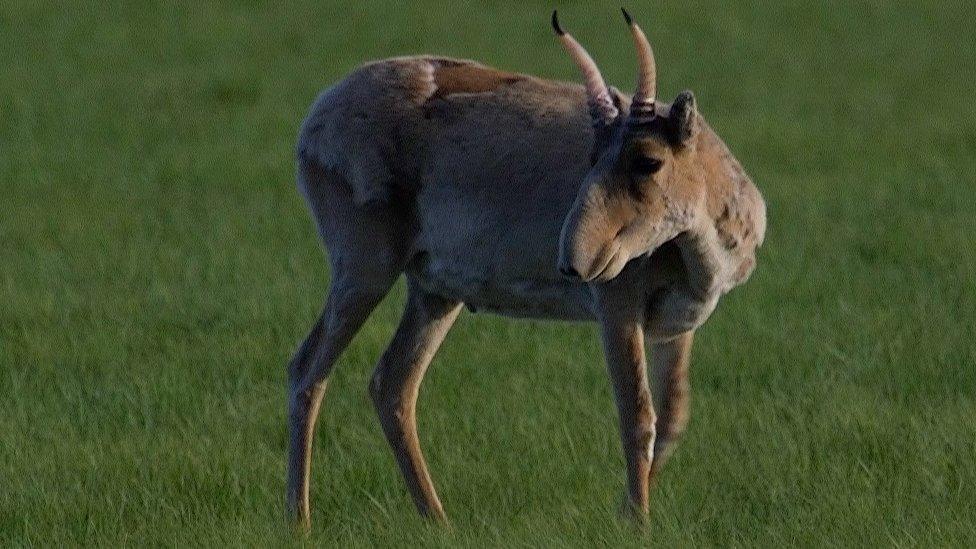 Saiga in the steppe