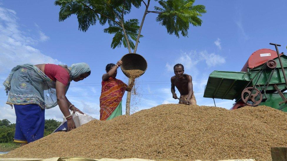 Harvesting in Tripura state